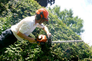Trimming of the Hedges